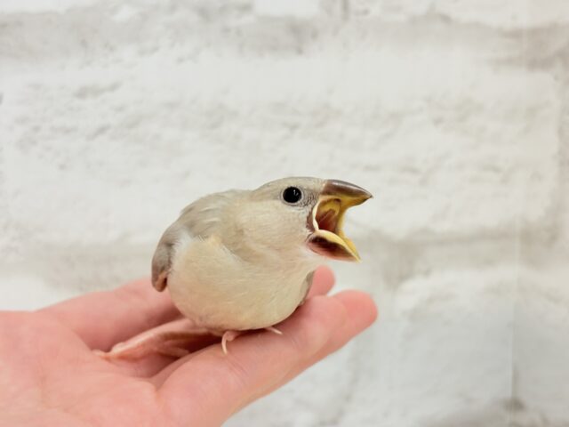 【最新画像更新🪄ひとり餌になりました!】ナナメ45度☆彡 可愛いを知る♬ (´ω`*) 色変わり文鳥~~ 色変わり文鳥