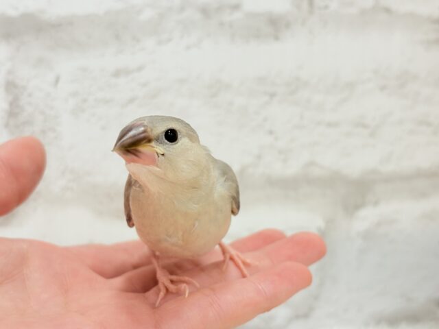 【最新画像更新🪄ひとり餌になりました!】ナナメ45度☆彡 可愛いを知る♬ (´ω`*) 色変わり文鳥~~ 色変わり文鳥