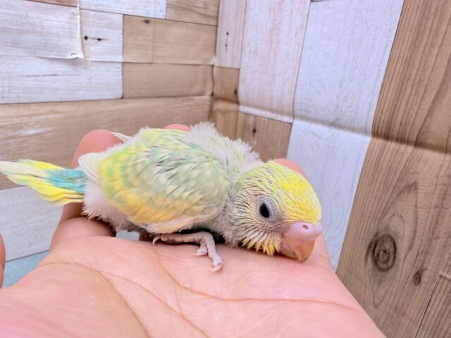 セキセイインコ