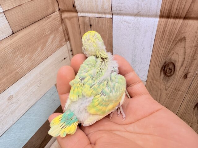 セキセイインコ