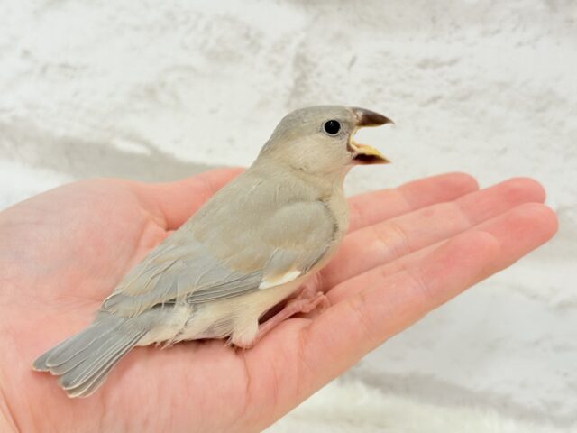 【最新画像更新🪄ひとり餌になりました!】ナナメ45度☆彡 可愛いを知る♬ (´ω`*) 色変わり文鳥~~ 色変わり文鳥