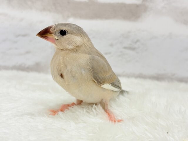 【最新画像更新🪄ひとり餌になりました!】ナナメ45度☆彡 可愛いを知る♬ (´ω`*) 色変わり文鳥~~ 色変わり文鳥