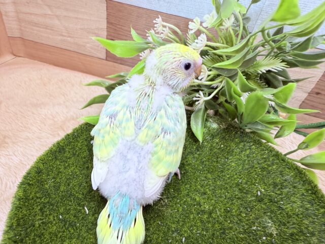 セキセイインコ