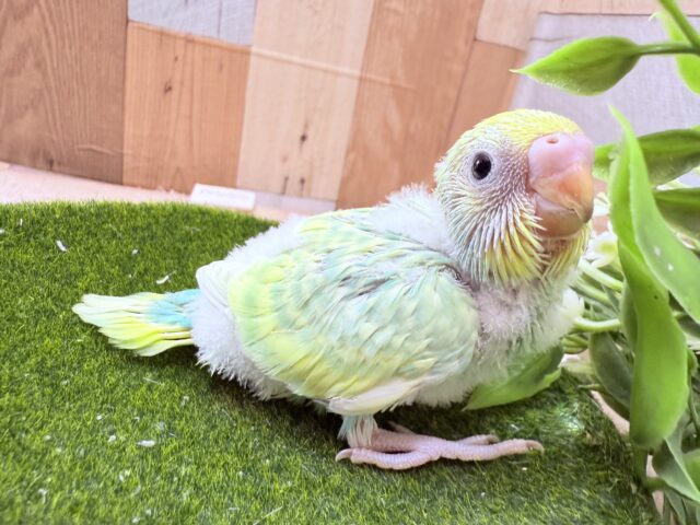 セキセイインコ