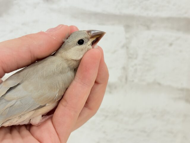 【最新画像更新🪄ひとり餌になりました!】ナナメ45度☆彡 可愛いを知る♬ (´ω`*) 色変わり文鳥~~ 色変わり文鳥