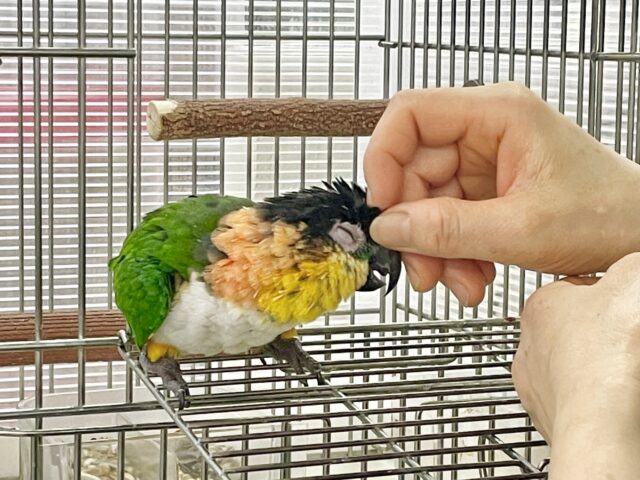ズグロシロハラインコ