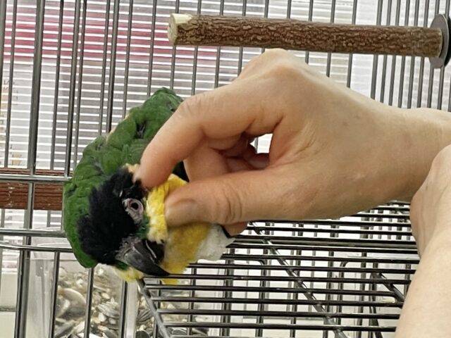 ズグロシロハラインコ