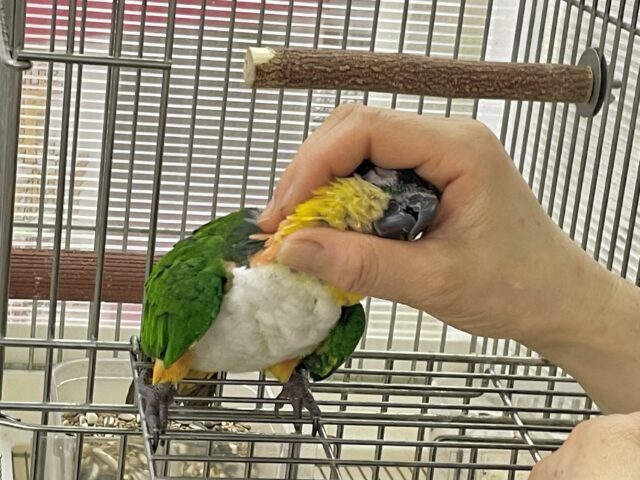 ズグロシロハラインコ