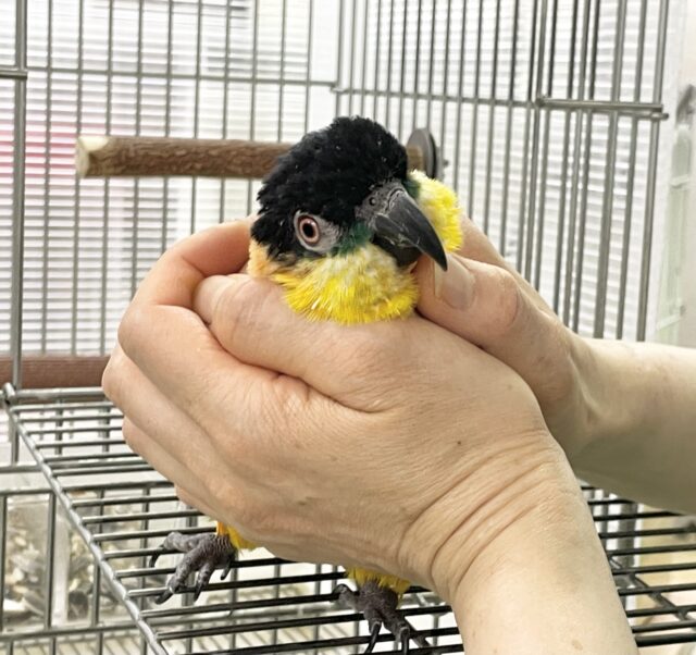 ズグロシロハラインコ