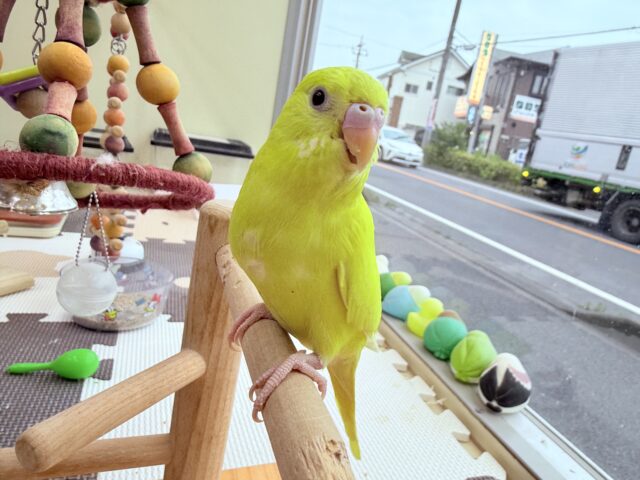 セキセイインコ