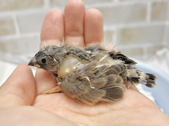 錦花鳥（キンカチョウ）