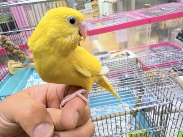 セキセイインコ