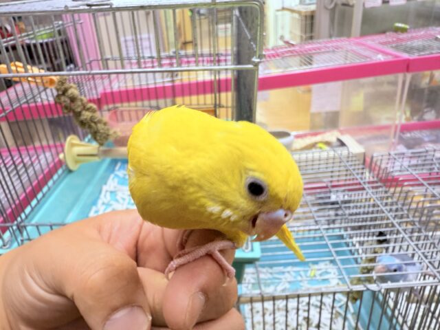 セキセイインコ