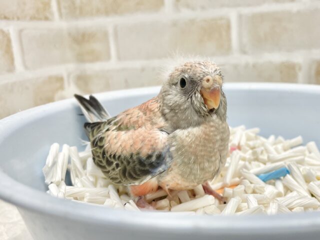 アキクサインコ（秋草インコ）