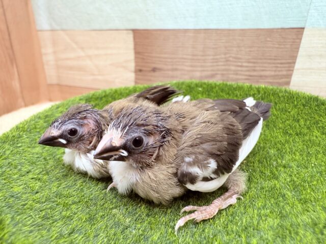 十姉妹（ジュウシマツ）