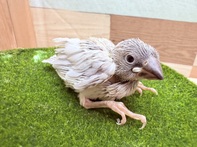 シルバー文鳥