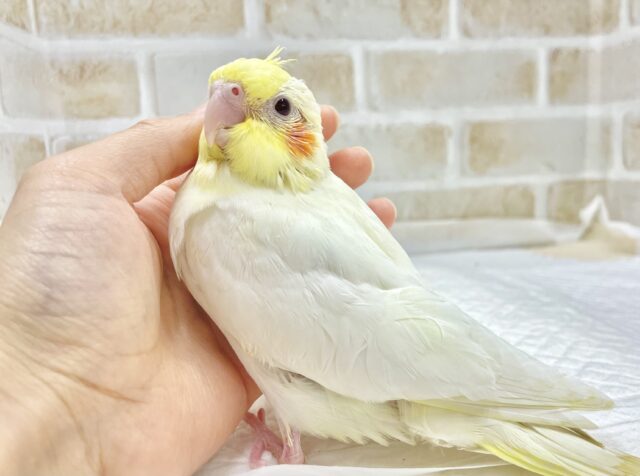 オカメインコ