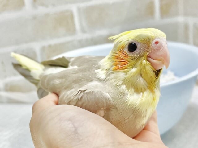 オカメインコ
