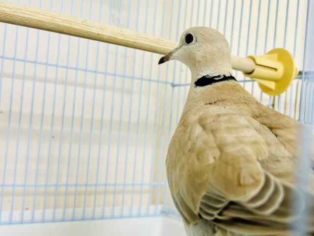 ジュズカケバト