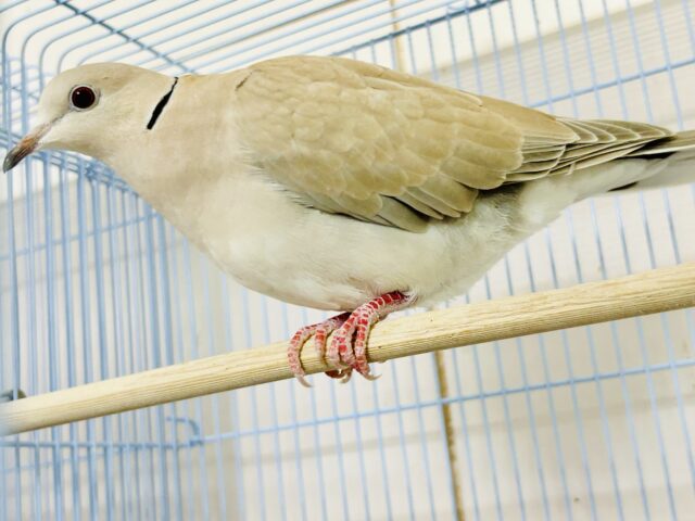 ジュズカケバト