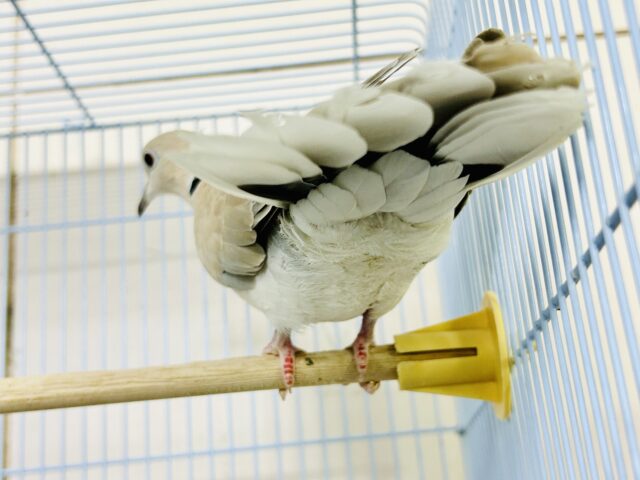 ジュズカケバト