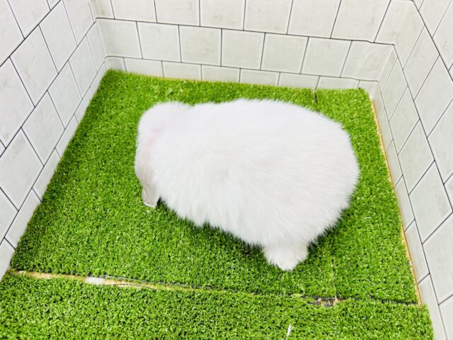 ホーランドロップ