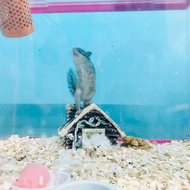 シマリス（ノーマル）