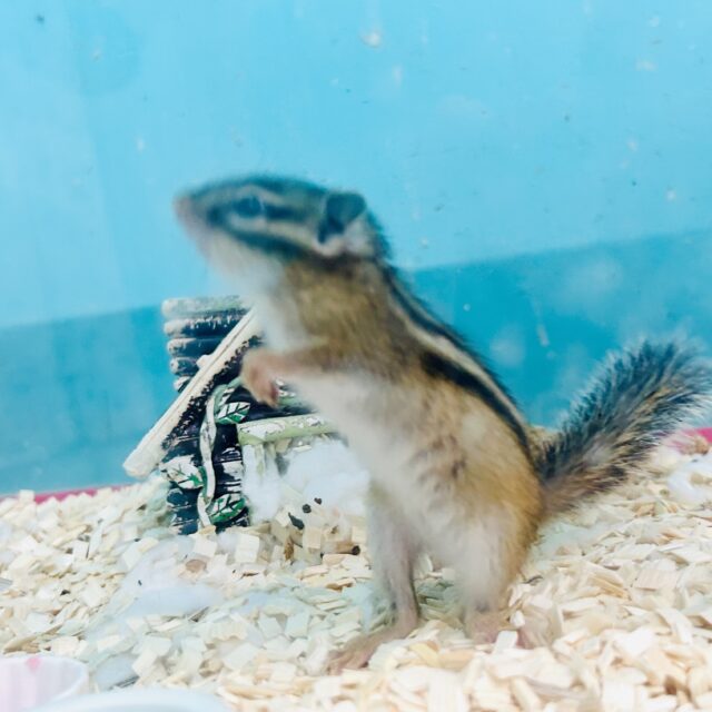 シマリス（ノーマル）