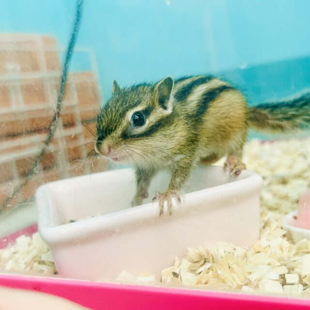 シマリス（ノーマル）