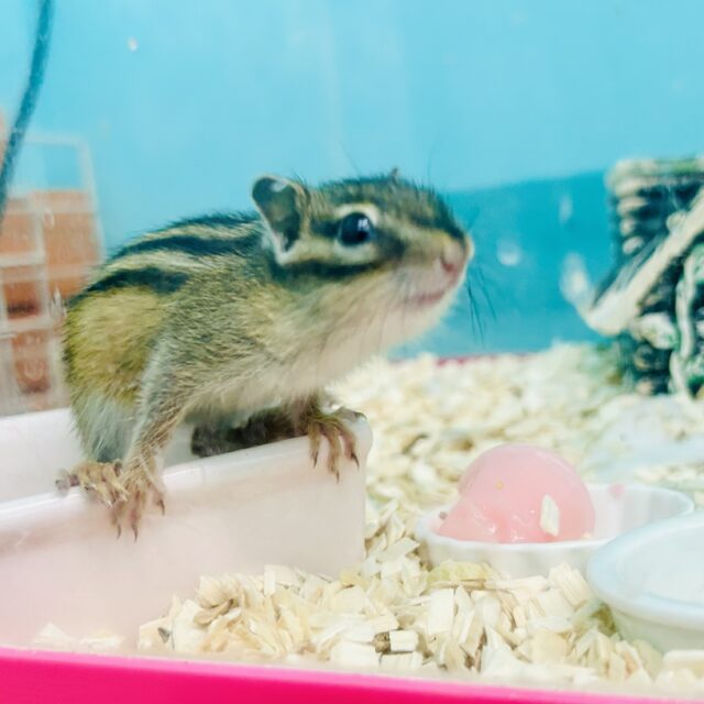 シマリス（ノーマル）