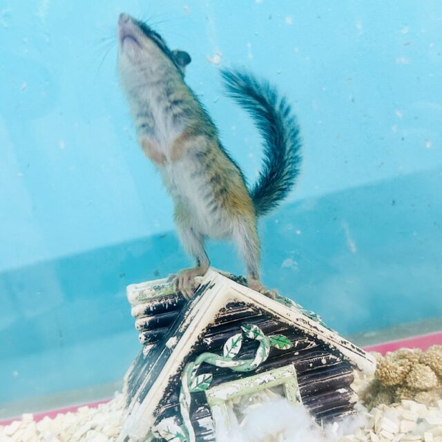 シマリス（ノーマル）