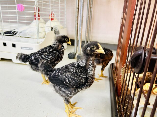 ボリスブラウン