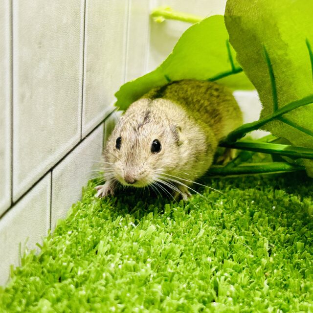 ステップレミング