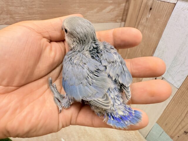 最新画像有ります✨高級感漂うお上品さが素敵ですっ🤩コザクラインコのバイオレット❣️ コザクラインコ(小桜インコ)