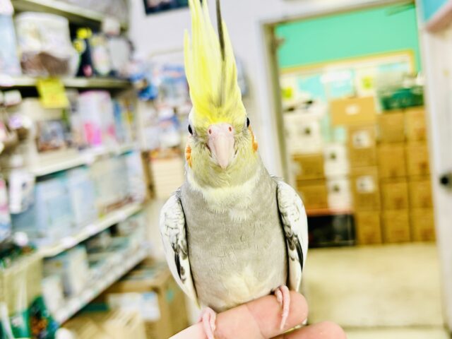 オカメインコ
