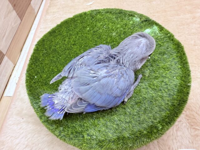 最新画像有ります✨高級感漂うお上品さが素敵ですっ🤩コザクラインコのバイオレット❣️ コザクラインコ(小桜インコ)