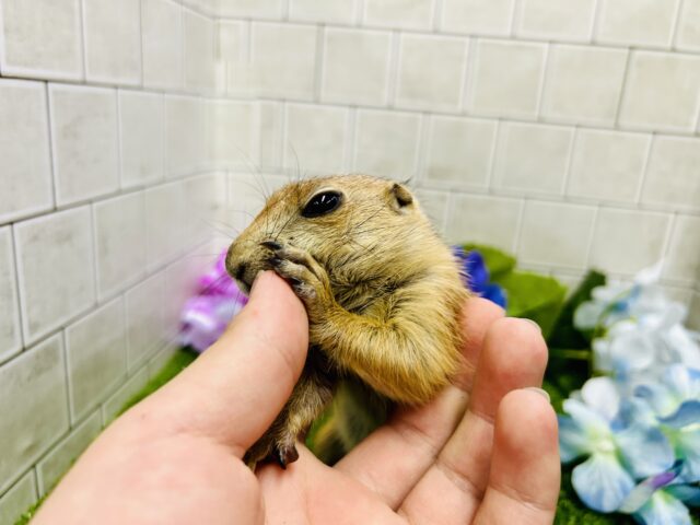 プレーリードッグ