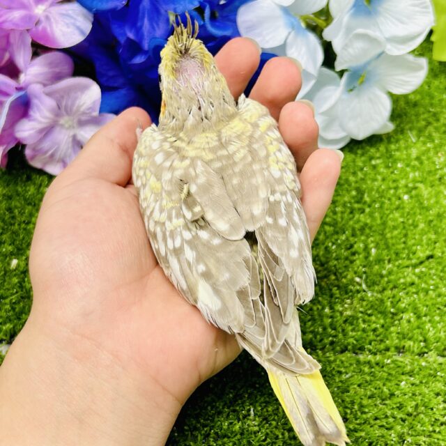 オカメインコ