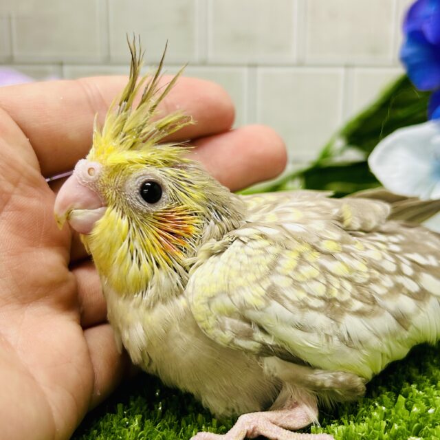 オカメインコ