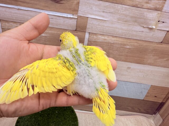 セキセイインコ