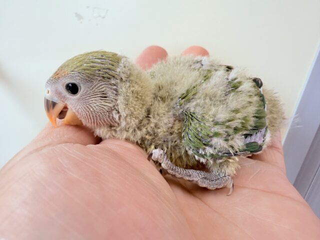 コザクラインコ（小桜インコ）