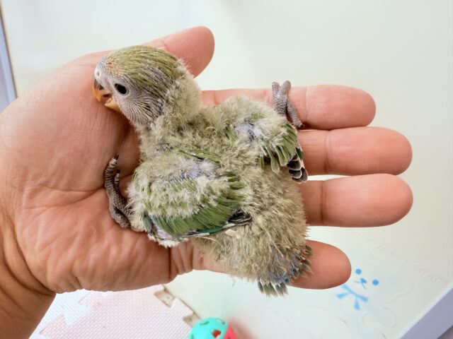 コザクラインコ（小桜インコ）