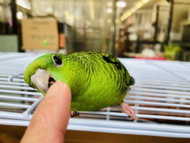 サザナミインコ