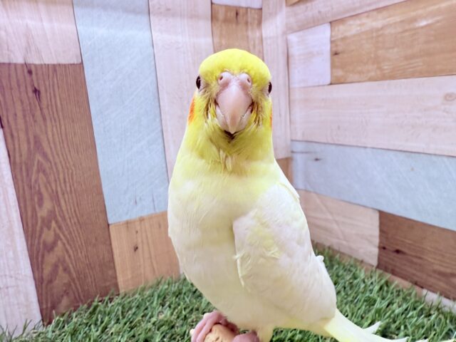 オカメインコ