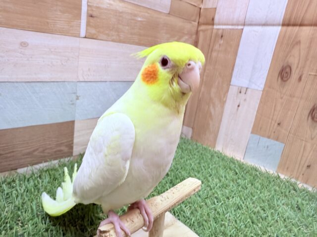 オカメインコ
