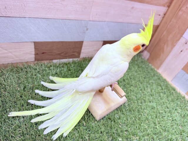 オカメインコ