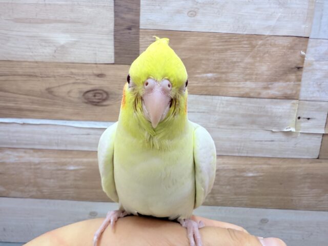 オカメインコ
