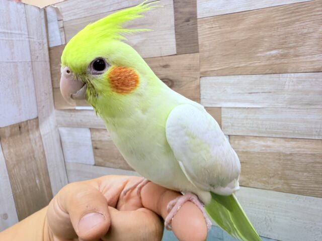 オカメインコ