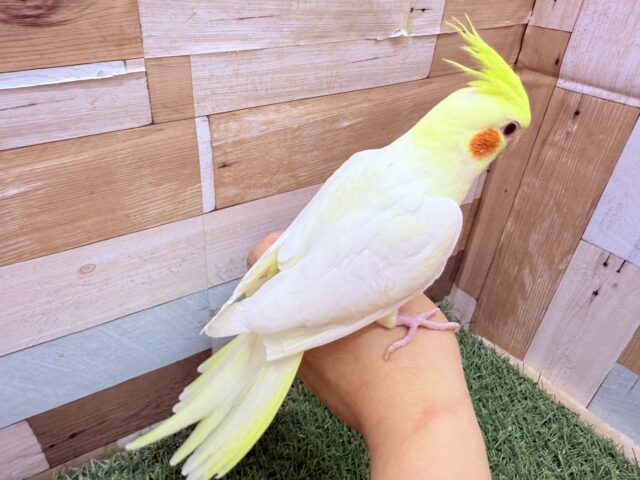 オカメインコ