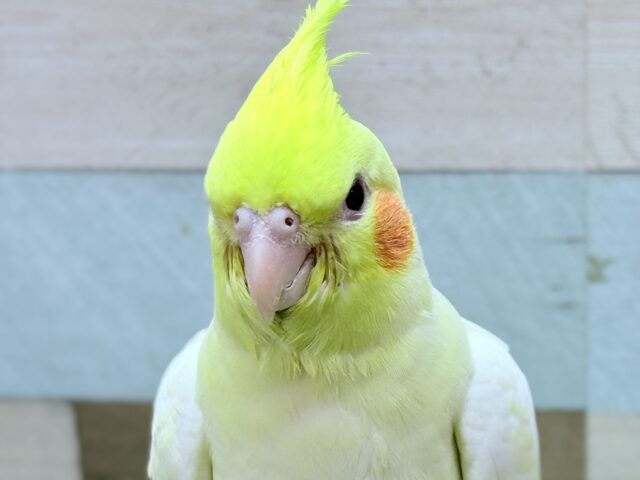 オカメインコ